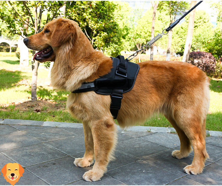 | HARNAIS CHIEN ANTI TRACTION| Lucky Harness™