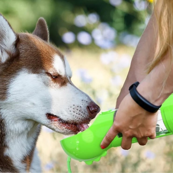 Gourde-pour-chien-verte