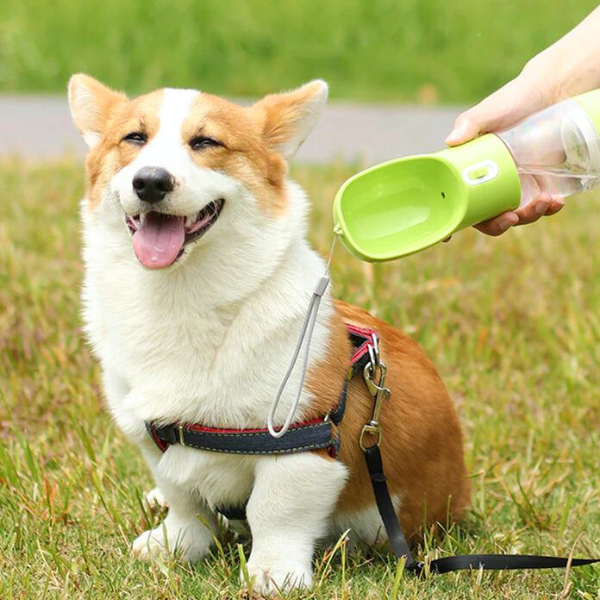 Gourde-pour-chien-vital