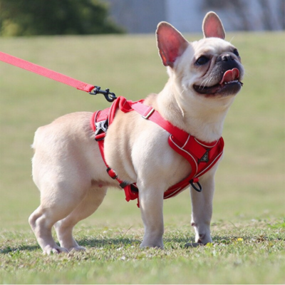 Harnais-chien-anti-traction-rouge